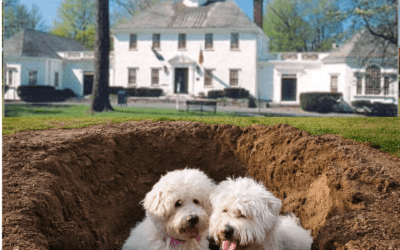 Dogs dig up plans and maps to Fairfield’s buried treasures; den mother upset as they just had baths.