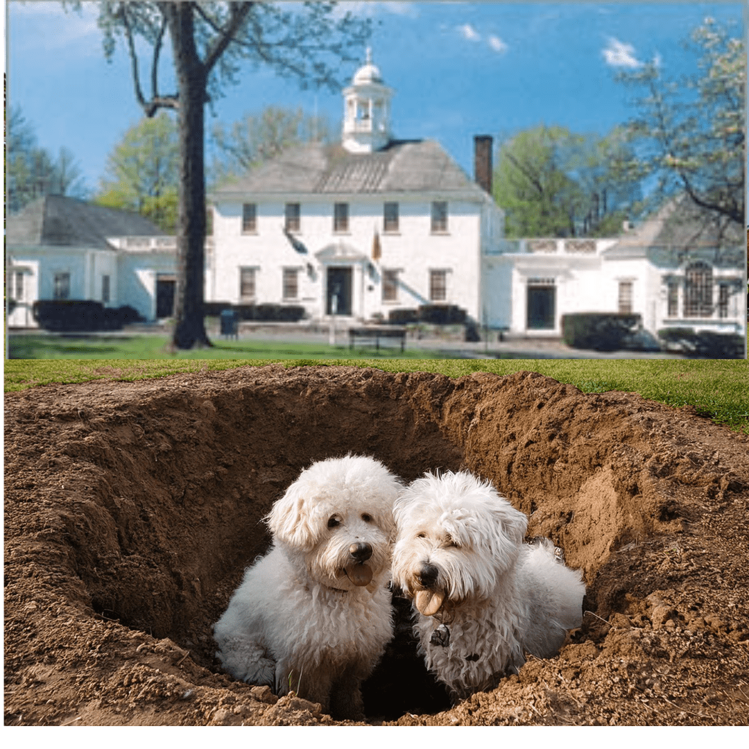 Dogs dig up plans and maps to Fairfield’s buried treasures; den mother upset as they just had baths.